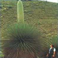 Titankayoq
                (Puya de Raymondi): Comparaci�n de tama�o 01