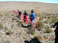 Pampa Galera: formar la cadena de hombres