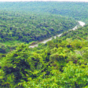 Pichari,
                      selva