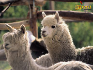 Alpacas