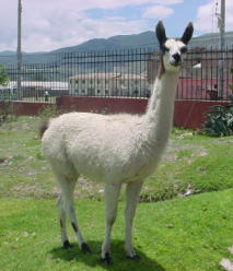 Guanaco