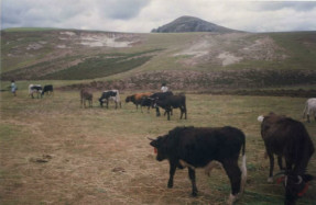 Cattle herd 01