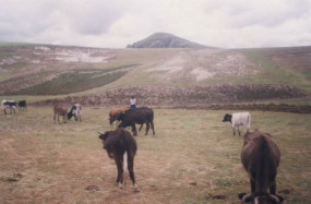 Rinderherde 02