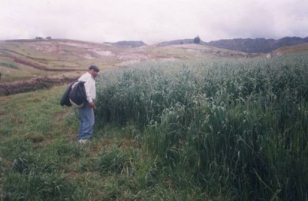 Haferfeld