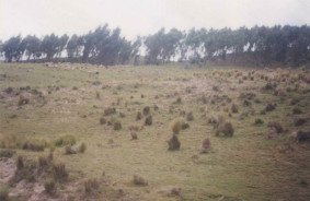 Wiese mit W�ldchen am Horizont