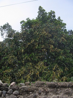 Jiron Raimondi, Baum