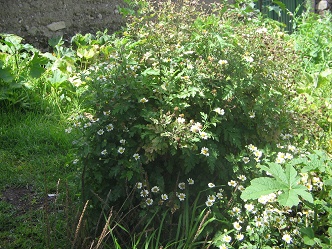 Mutterkraut
