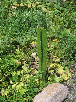 Kaktus