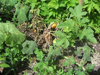 Tomaten