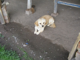 Ein kleiner Hund