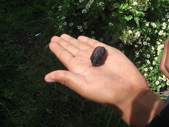 Ein K�fer auf der Hand