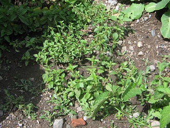 K�chenkraut 01