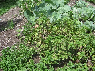 K�chenkraut 02