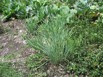 Schnittlauch