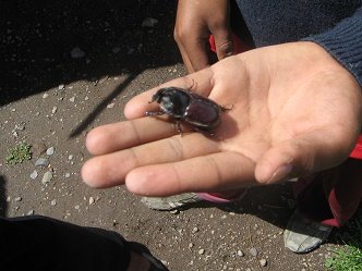 El
                        escarabajo se mueve 02