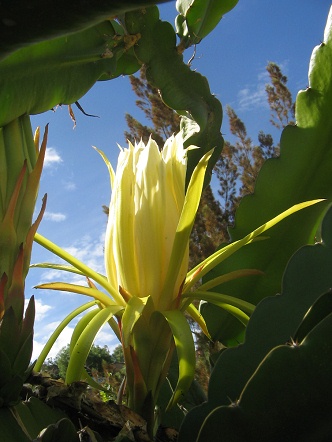 Tuna, flor