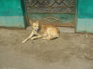 Chilca, perro tranquilo en una puerta