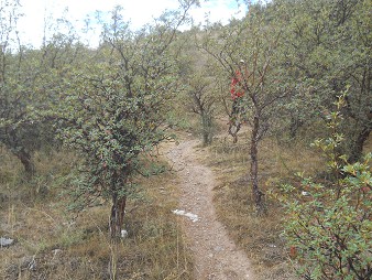 Der kleine Steinbruch von Cusco
                Sacsayhuam�n: Spaziergang 02