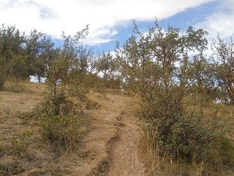 Der kleine Steinbruch von Cusco
                Sacsayhuam�n: Spaziergang 03