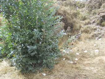 Kleiner Steinbruch von Sacsayhuam�n: Str�ucher
