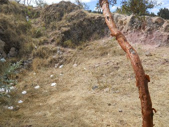 Kleiner Steinbruch
                von Sacsayhuam�n: Sektor mit Steinen und einem Baumstamm
                1