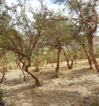 B�ume auf dem Gel�nde des kleinen
                Steinbruchs von Sacsayhuam�n