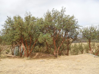 Trees in the zone of the little
                quarry of Sacsayhuam�n