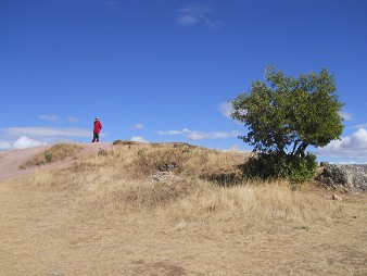 Sacsayhuam�n (Cusco), vierte Terrassenstufe, ein Baum