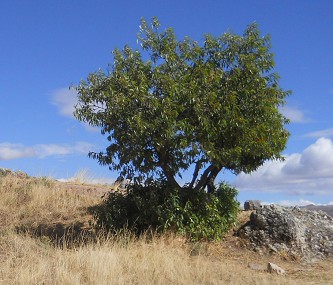 Sacsayhuam�n (Cusco), vierte Terrassenstufe, ein Baum - Nahaufnahme