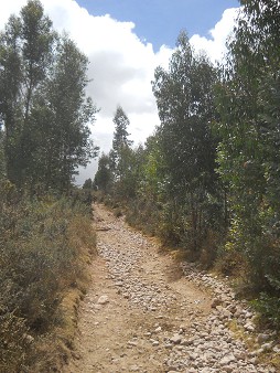 Cusco Sacsayhuam�n 13, der Spaziergang zur "Zone X" (Laco, Mondtempel), Spazierweg 07 im Wald