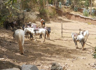Cusco Sacsayhuam�n 13, el camino a la "Zona X" (Laco, Templo de la Luna), cercado con caballos