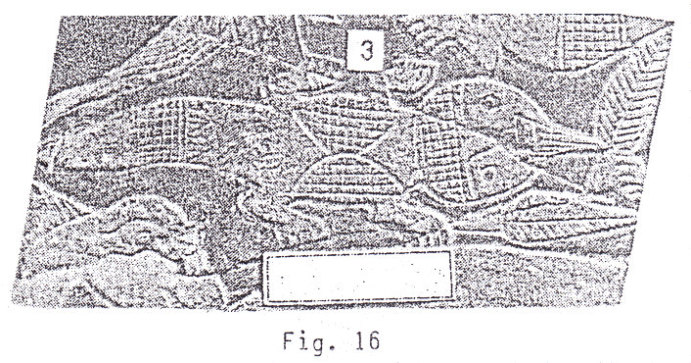 Piedra
                    grabada mostrando un reptil peque�o, (p.47)