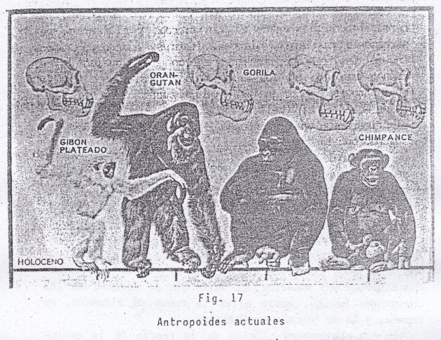 Teor�a
                  "cristiana" del desarrollo de los primates