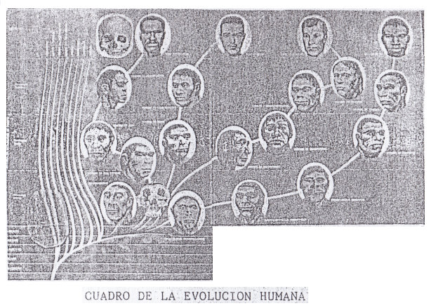 La teor�a
                  "cristiana" del desarrollo de las razas
                  humanas