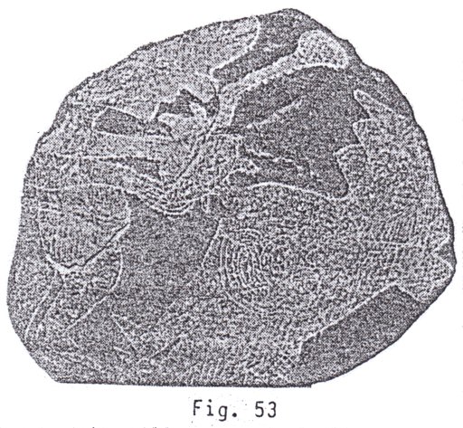 Fig.
                              53: Irrigaci�n del coraz�n