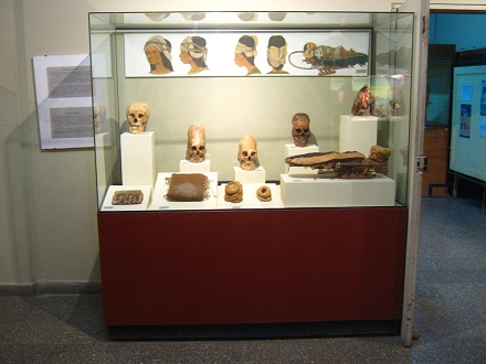 Vitrine mit deformierten Sch�deln
                          (Langsch�del) der Paracas-Kultur
