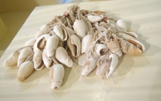 Rattle of sea snails