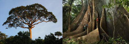 �rbol Lupuna, la forma y el
                                  tronco