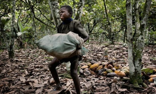 Ni�os en �frica trabajan con cacao
                                - Fuente: Confectionerynews