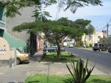 Avenida Husares de Jun�n, Schattenbaum