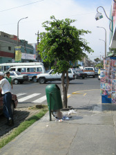 Avenida Urtuaga, defekter Abfallk�bel mit
                          Baum