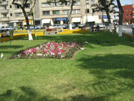 Jesus Maria, Zentralpark, Blumenfeld mit
                          Tauben 02