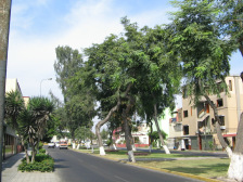 Jesus Maria, Avenida Cuba, alle Baumst�mme
                        sind weiss gestrichen