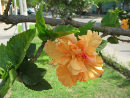 Orange Bl�te am Strauch, ein gef�llter Hibiskus