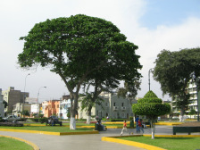 Caceres-Park, Baumgestalt