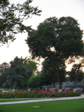 Jesus Maria, Park "Campo de
                          Marte", Parkbaum (leider verwackelt)