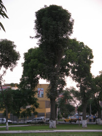 Jesus Maria, Park "Campo de
                          Marte", Baumsilhouette