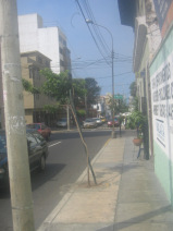 Miraflores, Jiron Porta, Baumrabatten und
                        Trottoirgestaltung