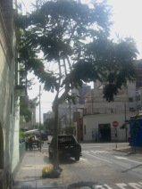 Miraflores, Jiron Porta, Baumgestalt