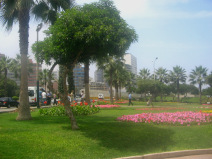 Miraflores, Park der Verliebten:
                          Baumgestalt, Blumenfelder
